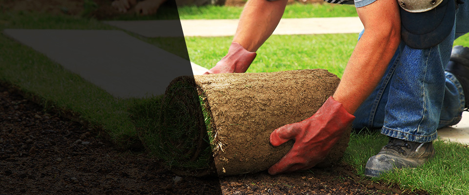 Aliso Viejo Landscapers